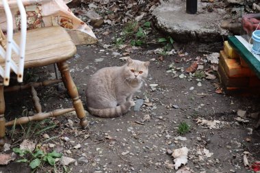 Bir kedinin portresi