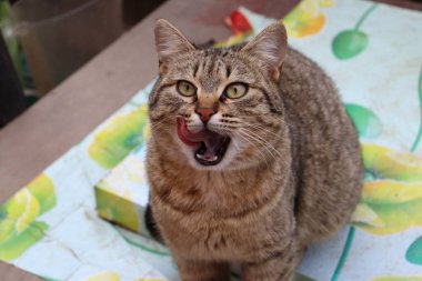 Bir kedinin portresi