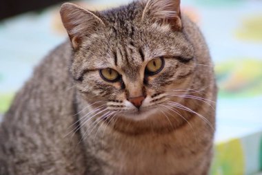 Bir kedinin portresi