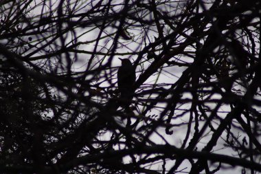 Bir kuş ağaç dalında oturur.