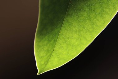 Su damlalı yeşil yaprak