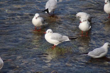 Suyun üzerinde bir martı sürüsü