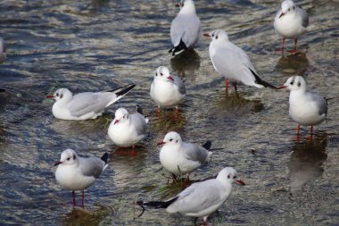 Suyun üzerinde bir martı sürüsü