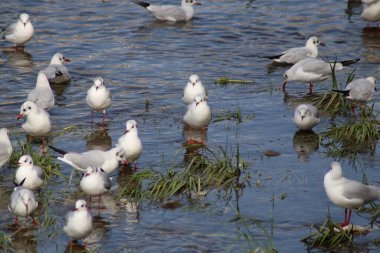 Suyun üzerinde bir martı sürüsü