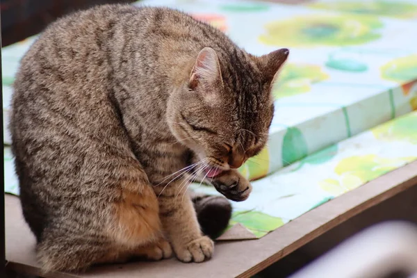 Portrait Cat — Stock Photo, Image