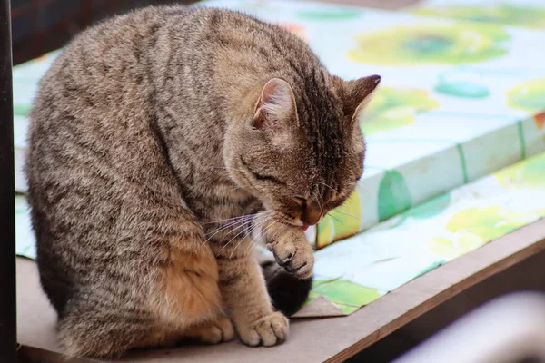 Portrait Cat — Stock Photo, Image