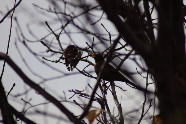 Ένα Πουλί Κάθεται Ένα Κλαδί Δέντρου — Φωτογραφία Αρχείου