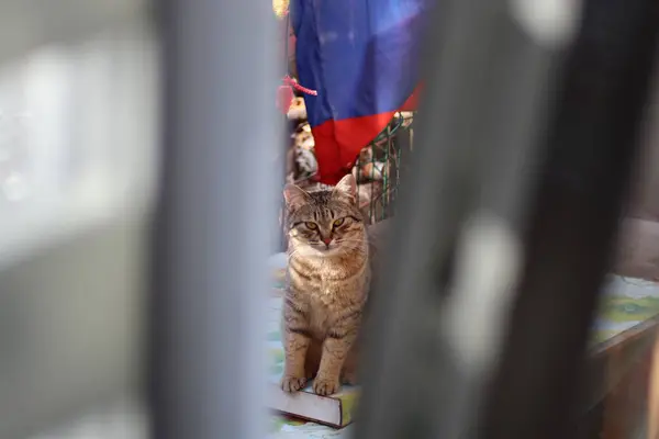 Retrato Gato — Foto de Stock