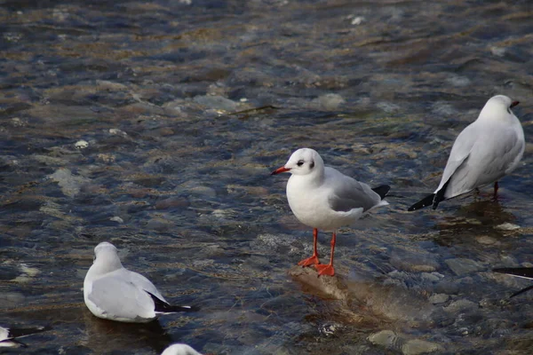 Möwe Strand — Stockfoto