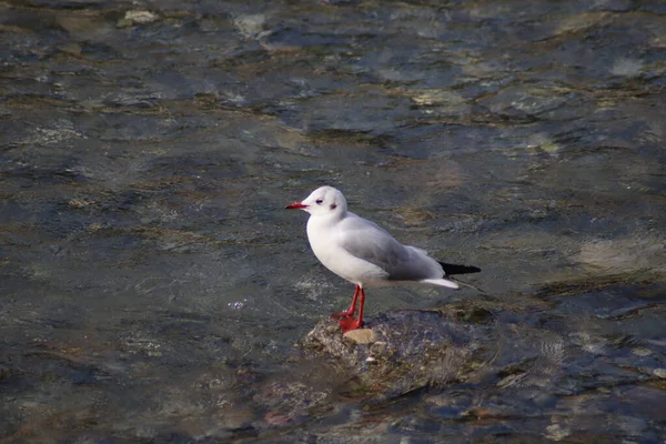 Mouette Sur Plage — Photo