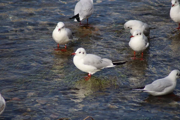 Een Kudde Meeuwen Het Water — Stockfoto