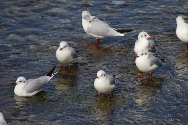 Uno Stormo Gabbiani Sopra Acqua — Foto Stock