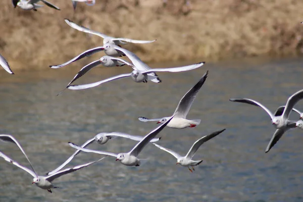 Een Kudde Meeuwen Het Water — Stockfoto