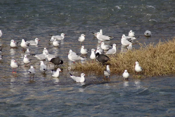 Flock Gulls Water — Stock Photo, Image