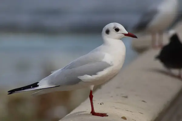 Gaivota Praia — Fotografia de Stock