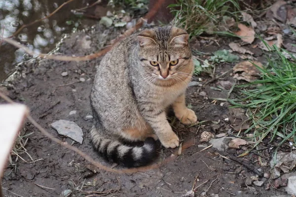 Porträt Einer Katze — Stockfoto