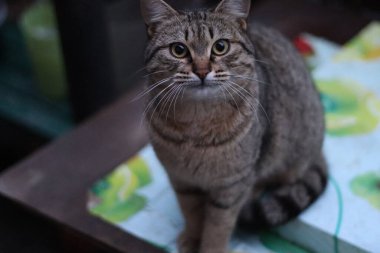 Kedi dışarıda oturuyor.