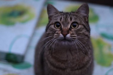 Kedi dışarıda oturuyor.