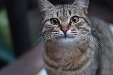 Kedi dışarıda oturuyor.