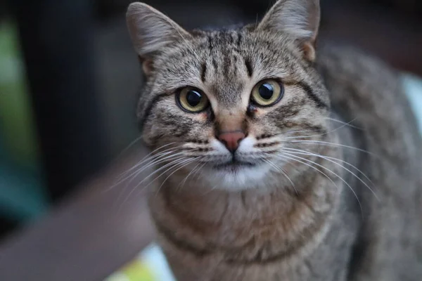 Кошка Сидит Снаружи — стоковое фото