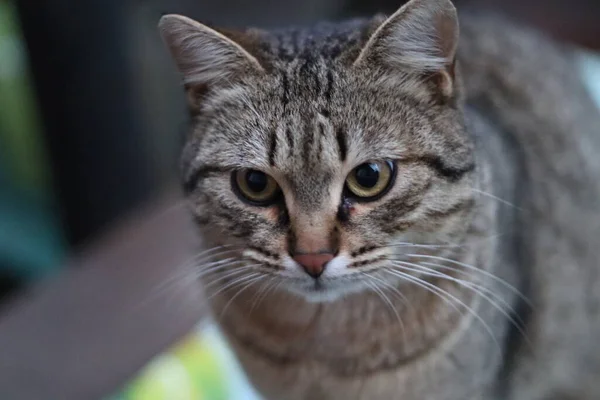 Gato Está Sentado Fuera —  Fotos de Stock