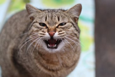 Kedi bahçede oturuyor.