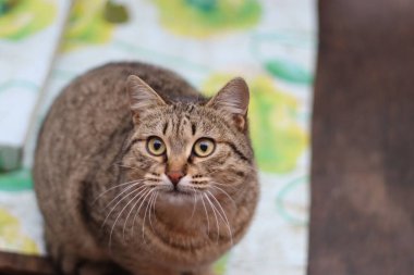 Kedi bahçede oturuyor.