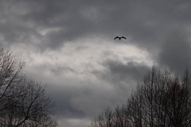 Ağaç dalları bulutlu bir gökyüzüne karşı
