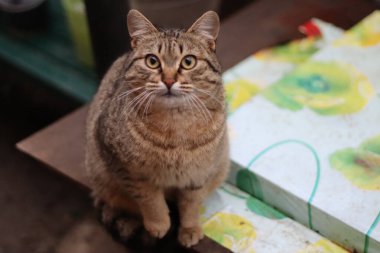 Kedi bahçede oturuyor.