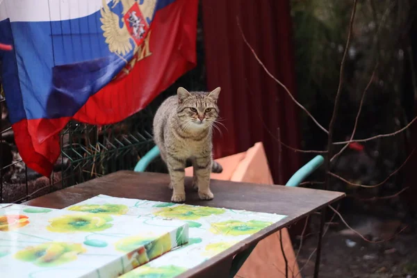 Gato Está Sentado Jardín —  Fotos de Stock