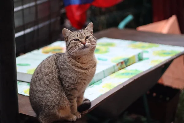 Kucing Itu Sedang Duduk Taman — Stok Foto