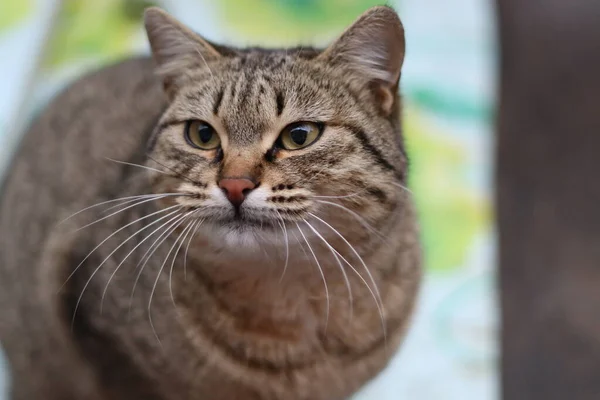 Gato Está Sentado Jardín —  Fotos de Stock