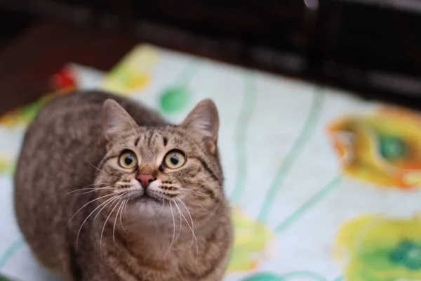 Die Katze Sitzt Garten — Stockfoto