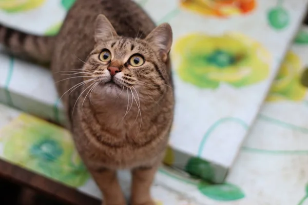 Die Katze Sitzt Garten — Stockfoto