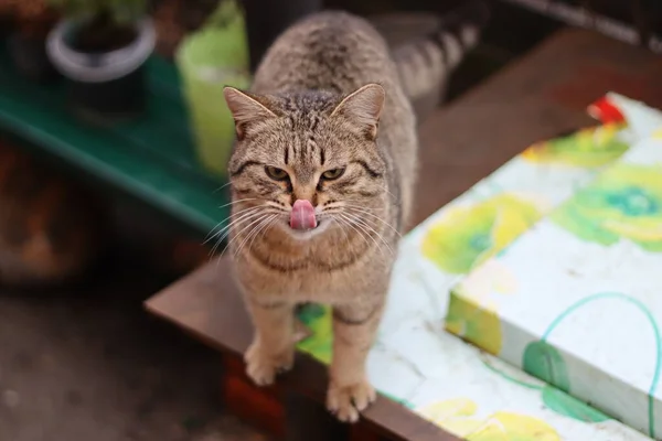 那只猫正坐在花园里 — 图库照片