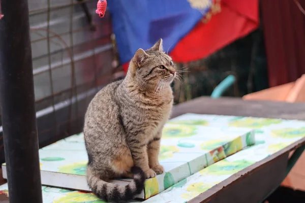 Kucing Itu Sedang Duduk Taman — Stok Foto