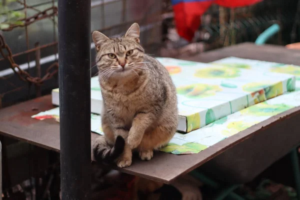 Gato Está Sentado Jardim — Fotografia de Stock