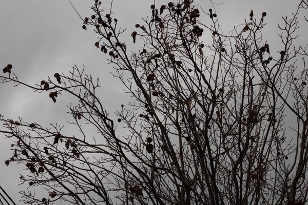 Branches Arbres Contre Ciel Nuageux — Photo