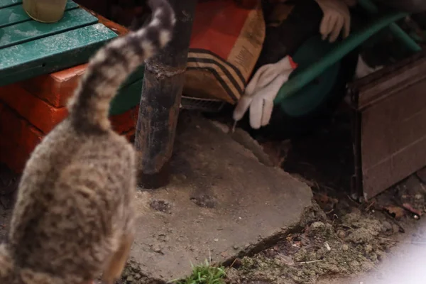 Cat Sitting Garden — Stock Photo, Image