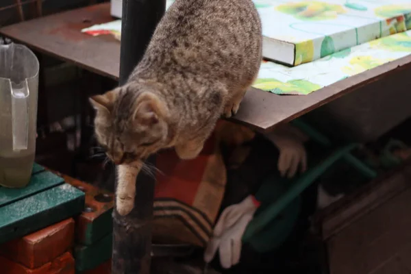 Gato Está Sentado Jardim — Fotografia de Stock