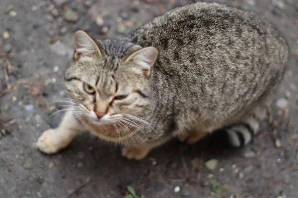 那只猫正坐在花园里 — 图库照片