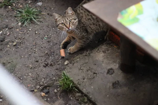 Gato Está Sentado Jardín —  Fotos de Stock