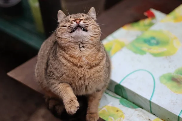 Gato Está Sentado Jardín — Foto de Stock