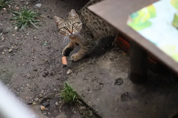 Gato Está Sentado Jardim — Fotografia de Stock