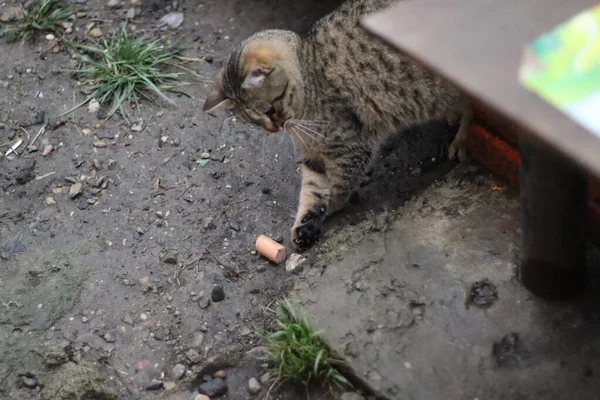 แมวน งอย ในสวน — ภาพถ่ายสต็อก