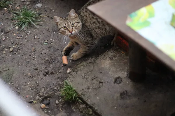 Die Katze Sitzt Garten — Stockfoto