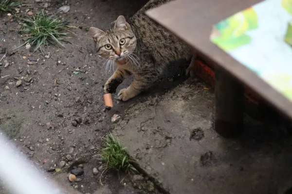 Chat Est Assis Dans Jardin — Photo