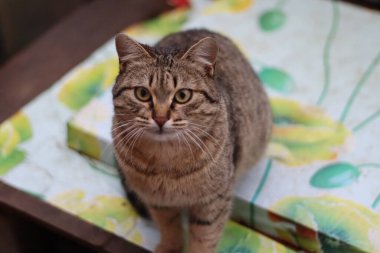 Kedi bahçede oturuyor.