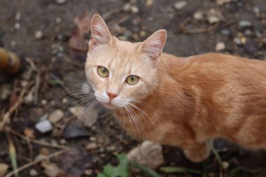 Kedi bahçede oturuyor.