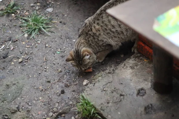 แมวน งอย ในสวน — ภาพถ่ายสต็อก